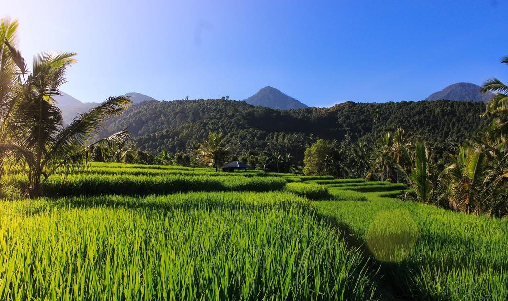Maliana Homestay Munduk Exterior foto